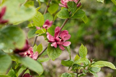 Gewürzstrauch Calycanthus 'Hartlage Wine' strauch Calycanthus 'Hartlage Wine'