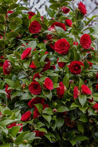 Japanische kamelie Camellia japonica 'Black Lace' strauch Camellia japonica 'Black Lace' Strauch