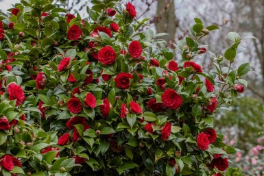 Japanische kamelie Camellia japonica 'Black Lace' strauch Camellia japonica 'Black Lace' Strauch