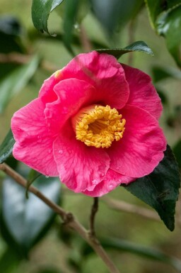 Japanische kamelie Camellia japonica 'Dr King' strauch Camellia japonica 'Dr King' Strauch