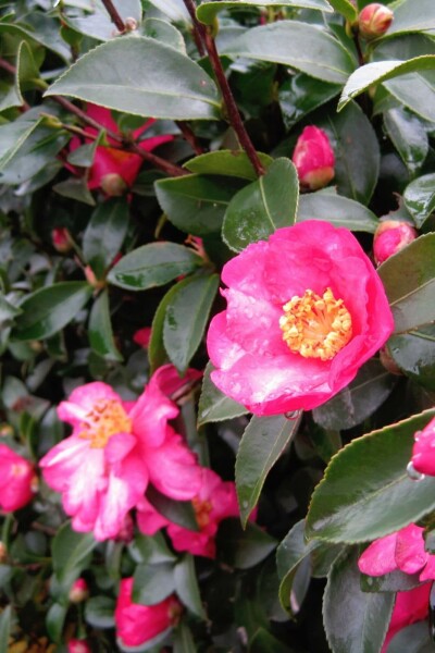 Herbstkamelie Camellia sasanqua strauch Camellia sasanqua Strauch
