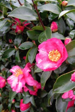Herbstkamelie Camellia sasanqua strauch Camellia sasanqua Strauch