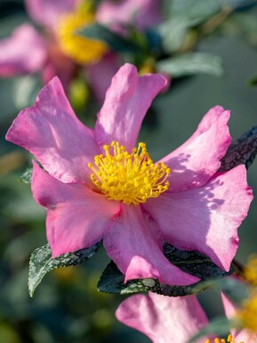 Herbstkamelie Camellia sasanqua 'Cleopatra' strauch Camellia sasanqua 'Cleopatra' Strauch