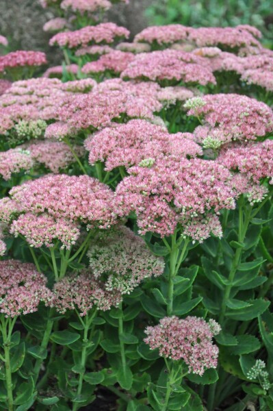 Großes Fettblatt Sedum 'Herbstfreude' 5-10 Topf 9x9 cm (P9) Sedum 'Herbstfreude'