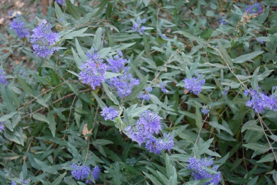 Bartblume Caryopteris clandonensis strauch Caryopteris clandonensis Strauch