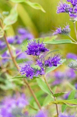 Bartblume Caryopteris clandonensis 'Heavenly Blue' strauch Caryopteris clandonensis 'Heavenly Blue' Strauch