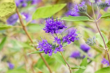 Bartblume Caryopteris clandonensis 'Heavenly Blue' strauch Caryopteris clandonensis 'Heavenly Blue' Strauch