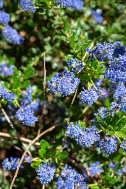 Säckelblume Ceanothus 'Blue Sapphire' strauch Ceanothus 'Blue Sapphire'