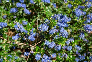 Säckelblume Ceanothus 'Blue Sapphire' strauch Ceanothus 'Blue Sapphire'