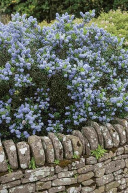 Säckelblume Ceanothus burkwoodii strauch Ceanothus burkwoodii Strauch