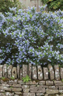 Ceanothus burkwoodii Strauch