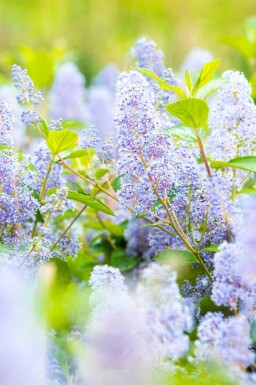 Säckelblume Ceanothus 'Gloire de Versailles' strauch Ceanothus 'Gloire de Versailles' Strauch