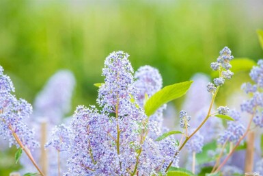 Säckelblume Ceanothus 'Gloire de Versailles' strauch Ceanothus 'Gloire de Versailles' Strauch