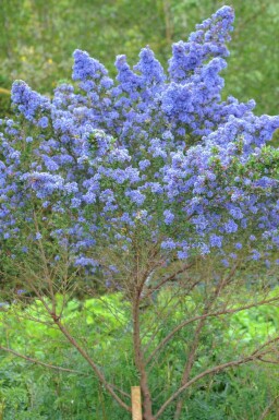 Säckelblume Ceanothus 'Puget Blue' strauch Ceanothus 'Puget Blue' Strauch