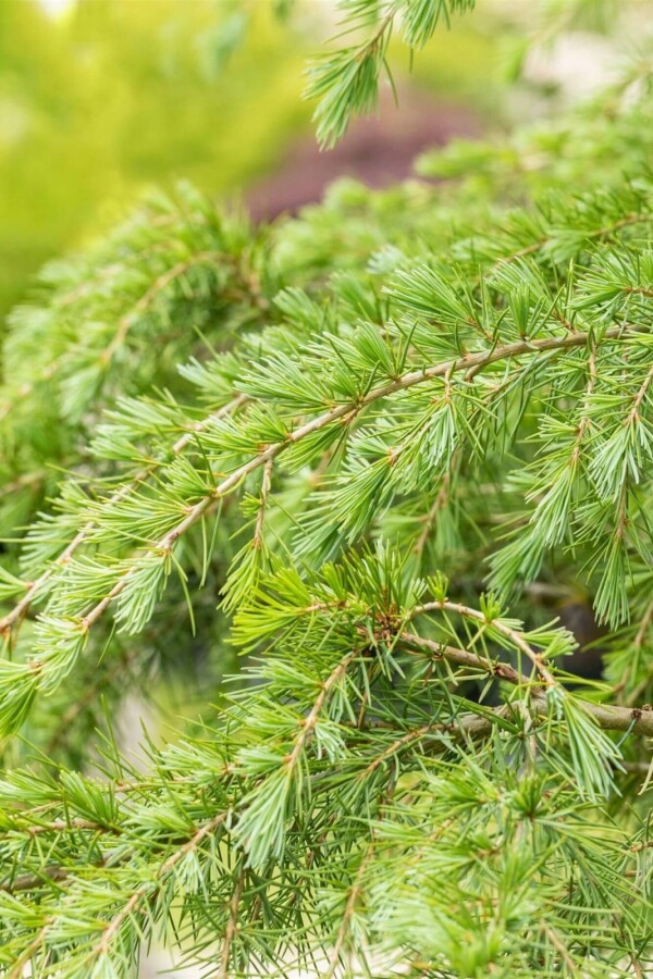 Cedrus deodara (Himalaya-Zeder) Strauch kaufen