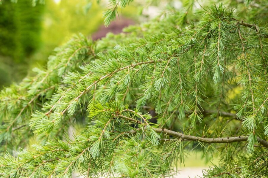 Himalaya-Zeder Cedrus deodara strauch Cedrus deodara Strauch