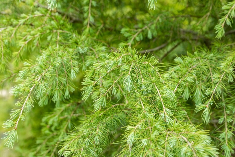 Himalaya-Zeder Cedrus deodara strauch Cedrus deodara Strauch