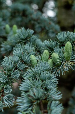 Blauzeder Cedrus libani 'Glauca' strauch Cedrus libani 'Glauca' Strauch