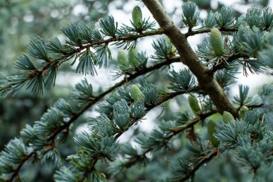 Blauzeder Cedrus libani 'Glauca' strauch Cedrus libani 'Glauca' Strauch