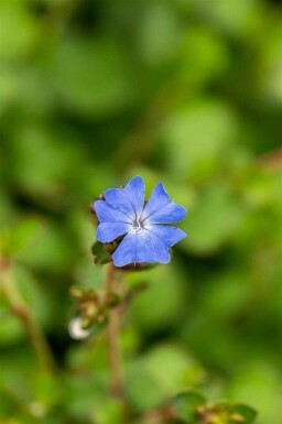Blauer bleiwurz Ceratostigma griffithii strauch Ceratostigma griffithii