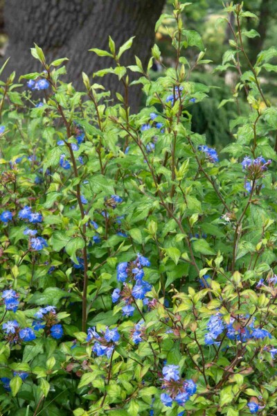 Chinesischer bleiwurz Ceratostigma willmottianum 'Forest Blue' strauch Ceratostigma willmottianum 'Forest Blue' Strauch