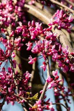 Kanadischer judasbaum Cercis canadensis 'Lavender Twist' strauch Cercis canadensis 'Lavender Twist' Strauch