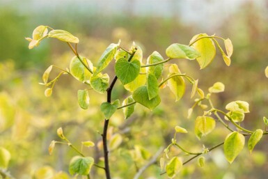 Kanadischer judasbaum Cercis canadensis 'Lavender Twist' strauch Cercis canadensis 'Lavender Twist' Strauch