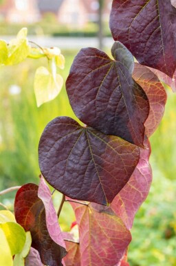 Kanadischer judasbaum Cercis canadensis 'Ruby Falls' strauch Cercis canadensis 'Ruby Falls' Strauch