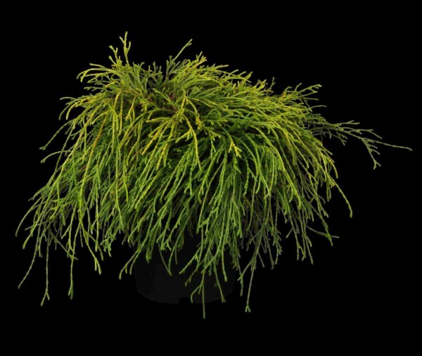 Scheinzypresse Chamaecyparis pisifera 'Sungold' strauch Chamaecyparis pisifera 'Sungold' Strauch