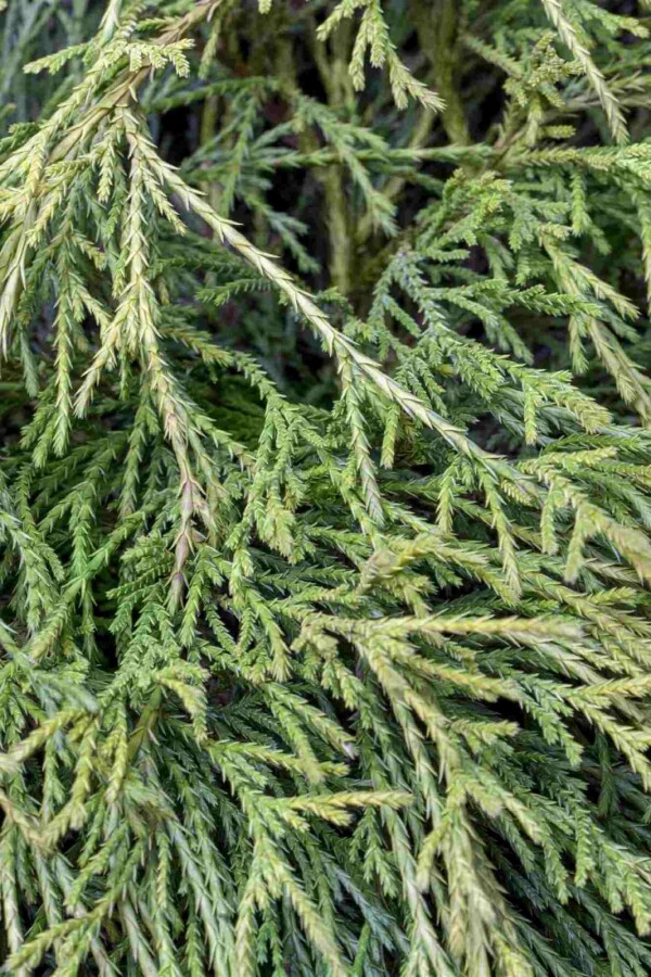 Scheinzypresse Chamaecyparis pisifera 'Sungold' strauch Chamaecyparis pisifera 'Sungold' Strauch