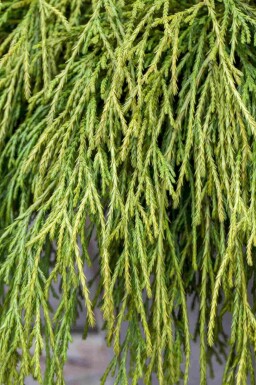 Scheinzypresse Chamaecyparis pisifera 'Sungold' strauch Chamaecyparis pisifera 'Sungold' Strauch