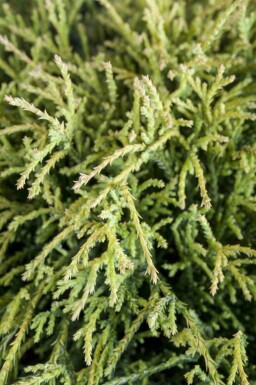 Scheinzypresse Chamaecyparis pisifera 'Sungold' strauch Chamaecyparis pisifera 'Sungold' Strauch