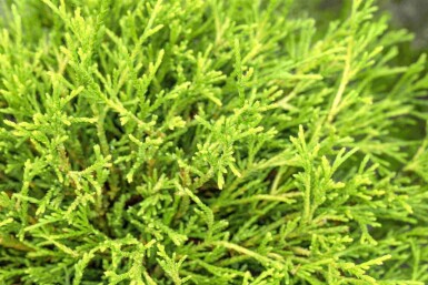 Scheinzypresse Chamaecyparis pisifera 'Sungold' strauch Chamaecyparis pisifera 'Sungold' Strauch