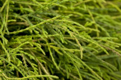 Scheinzypresse Chamaecyparis pisifera 'Sungold' strauch Chamaecyparis pisifera 'Sungold' Strauch