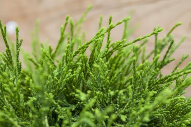 Scheinzypresse Chamaecyparis pisifera 'Sungold' strauch Chamaecyparis pisifera 'Sungold' Strauch