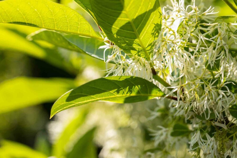Fransenbaum Chionanthus virginicus strauch Chionanthus virginicus Strauch