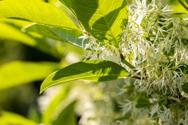 Fransenbaum Chionanthus virginicus strauch Chionanthus virginicus Strauch
