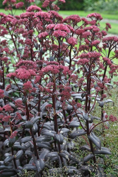 Großes Fettblatt Sedum 'Purple Emperor' 10-15 Topf 2 ltr. (C2) Sedum 'Purple Emperor'