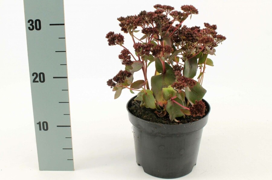 Großes Fettblatt Sedum 'Purple Emperor' 10-15 Topf 2 ltr. (C2) Sedum 'Purple Emperor'