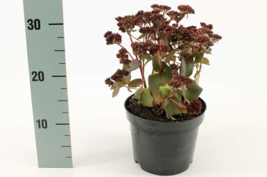 Großes Fettblatt Sedum 'Purple Emperor' 10-15 Topf 2 ltr. (C2) Sedum 'Purple Emperor'
