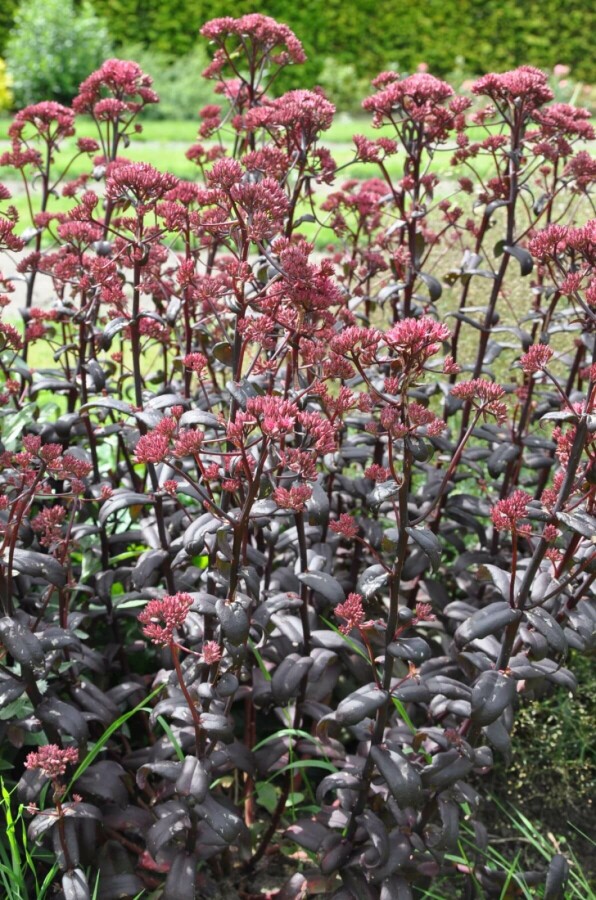 Großes Fettblatt Sedum 'Purple Emperor' 10-15 Topf 2 ltr. (C2) Sedum 'Purple Emperor'