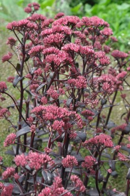 Großes Fettblatt Sedum 'Purple Emperor' 10-15 Topf 2 ltr. (C2) Sedum 'Purple Emperor'