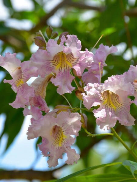 Schmalblättriger Trompetenbaum Chitalpa tashkentensis 'Summer Bells' strauch Chitalpa tashkentensis 'Summer Bells' Strauch