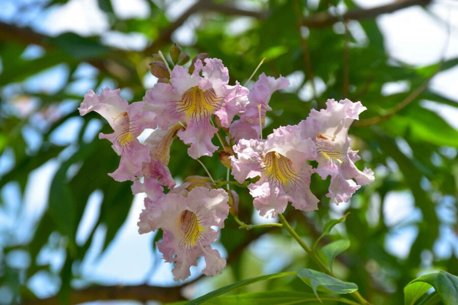 Schmalblättriger Trompetenbaum Chitalpa tashkentensis 'Summer Bells' strauch Chitalpa tashkentensis 'Summer Bells' Strauch