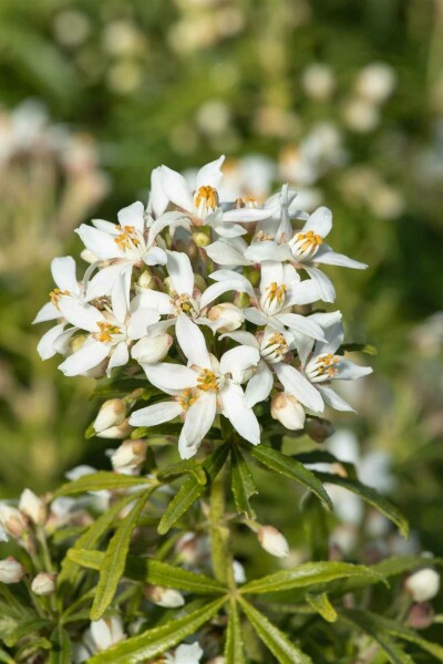 Mexikanische orangenblume Choisya ternata 'White Dazzler' strauch 20-30 C2 Choisya ternata 'White Dazzler' Strauch 20-30 cm