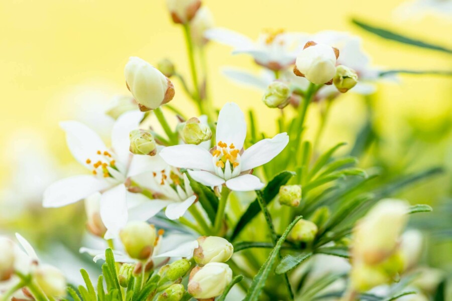 Mexikanische orangenblume Choisya ternata 'White Dazzler' strauch 20-30 C2 Choisya ternata 'White Dazzler' Strauch 20-30 cm
