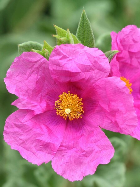 Grauhaarige zistrose Cistus pulverulentus strauch Cistus pulverulentus Strauch
