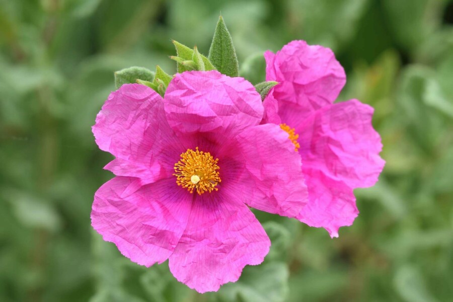Grauhaarige zistrose Cistus pulverulentus strauch Cistus pulverulentus Strauch