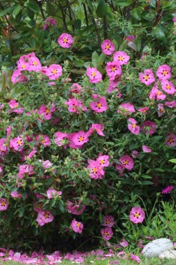 Lila zistrose Cistus purpureus strauch Cistus purpureus