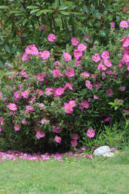 Lila zistrose Cistus purpureus strauch Cistus purpureus